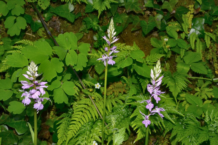 <i>Dactylorhiza maculata</i> (L.) Soó subsp. <i>saccifera</i> (Brongn.) Diklić