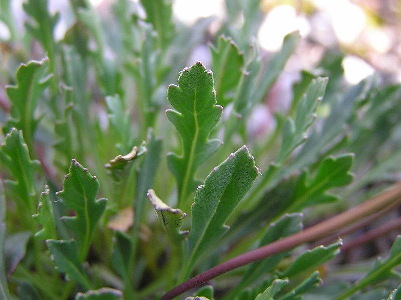 Brassica glabrescens Poldini-.jpg