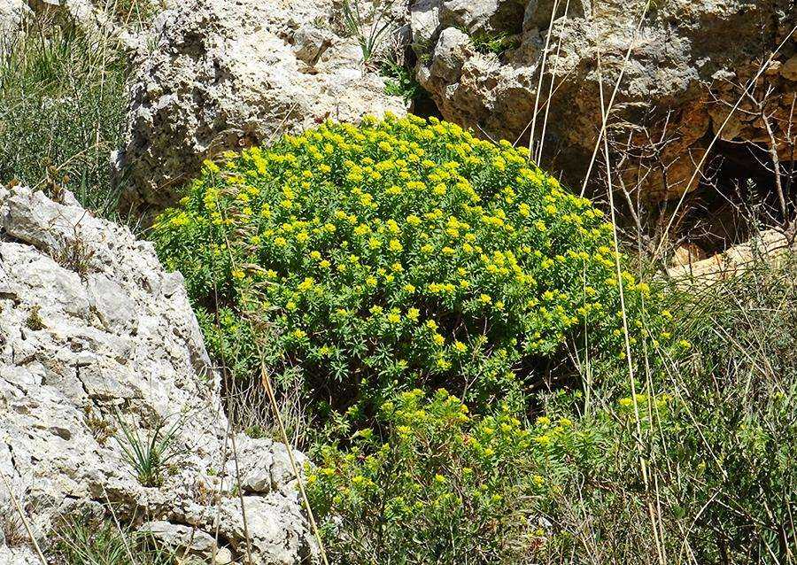Euphorbia-bivonae-Steud.-subsp.-bivonae.jpg