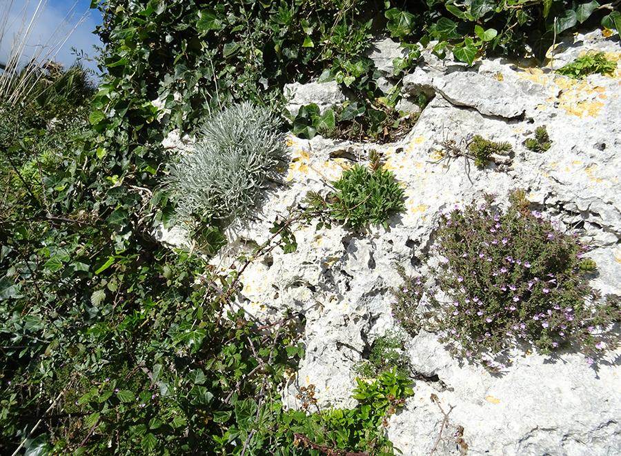 Flora Rupestre con:-Micromeria-graeca-(L.)-Benth.-ex-Rchb,Helichrysum-pendulum-(C.Presl)-C.Presl--ed-Hedera-helix-L.