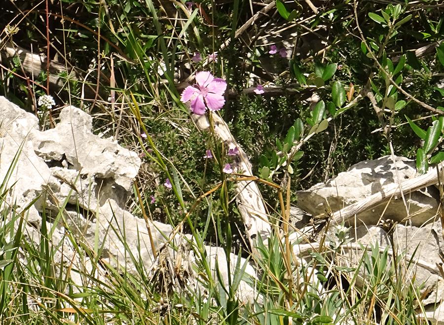 Dianthus-rupicola-Biv.-subsp.jpg