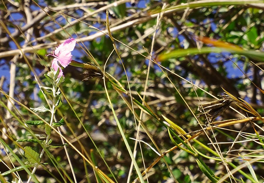 Dianthus-rupicola-Biv.-subsp.-rupicola.jpg