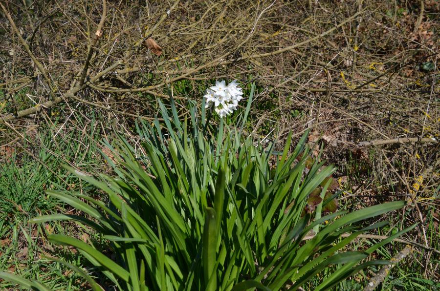 Narcissus papyraceus 20230129-110.jpg