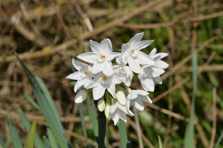 Narcissus papyraceus 20230129-111.jpg
