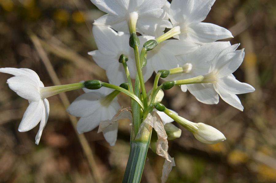 Narcissus papyraceus 20230129-113.jpg