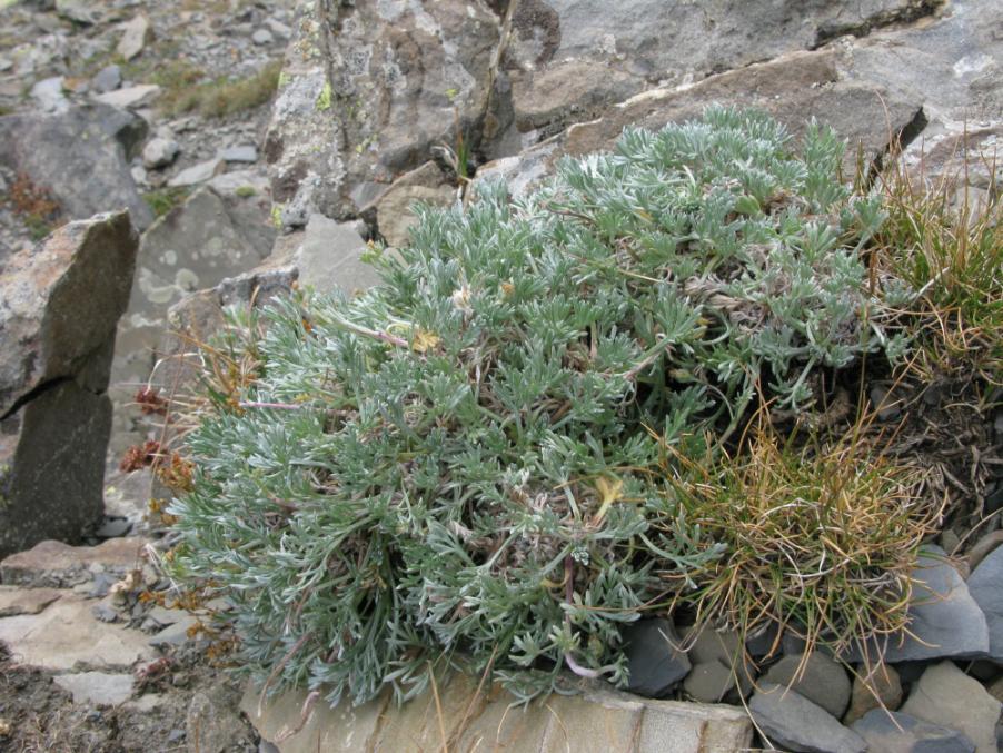Artemisia umbelliformis umbelliformis02 val-stura agosto 2009.jpg