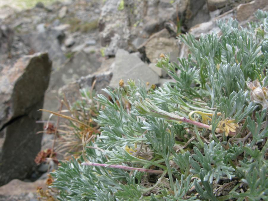 Artemisia umbelliformis umbelliformis03 val-stura agosto 2009.jpg