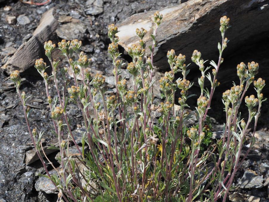 Artemisia umbelliformis08 aguillette ago 2019.jpg