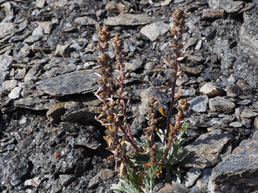 Artemisia umbelliformis10 aguillette ago 2019.jpg