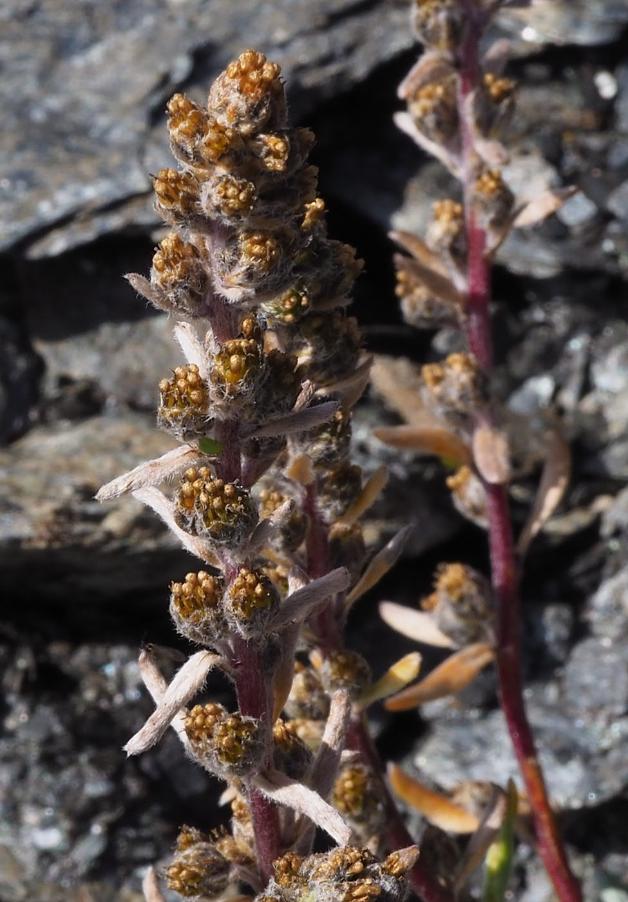 Artemisia umbelliformis09 aguillette ago 2019.jpg