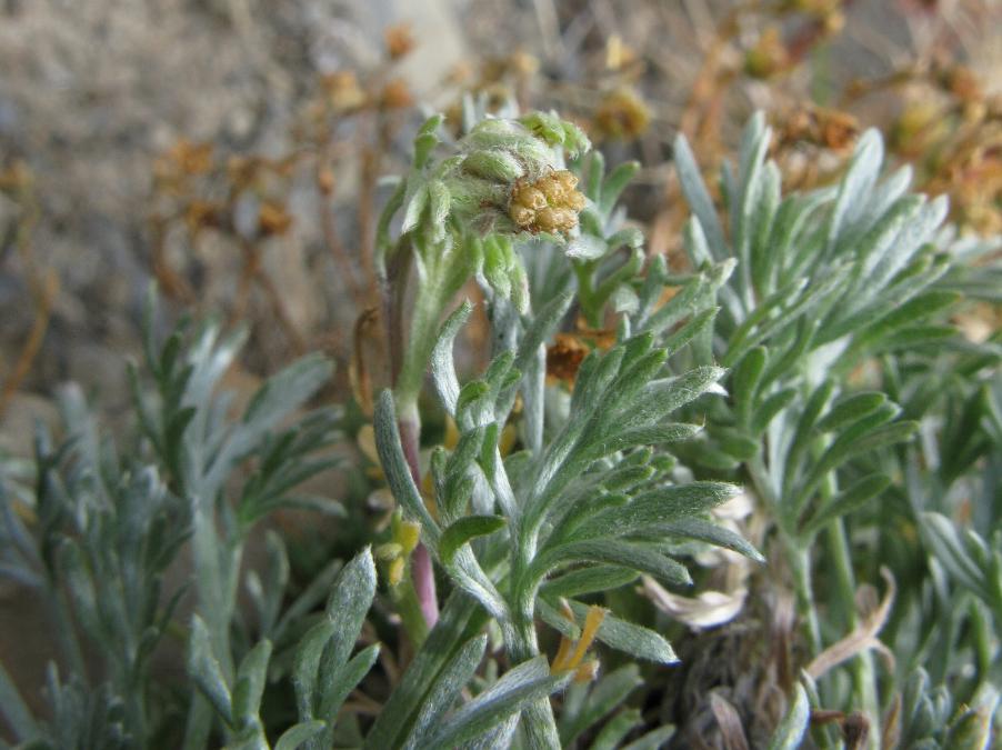 Artemisia umbelliformis umbelliformis05 val-stura agosto 2009.jpg