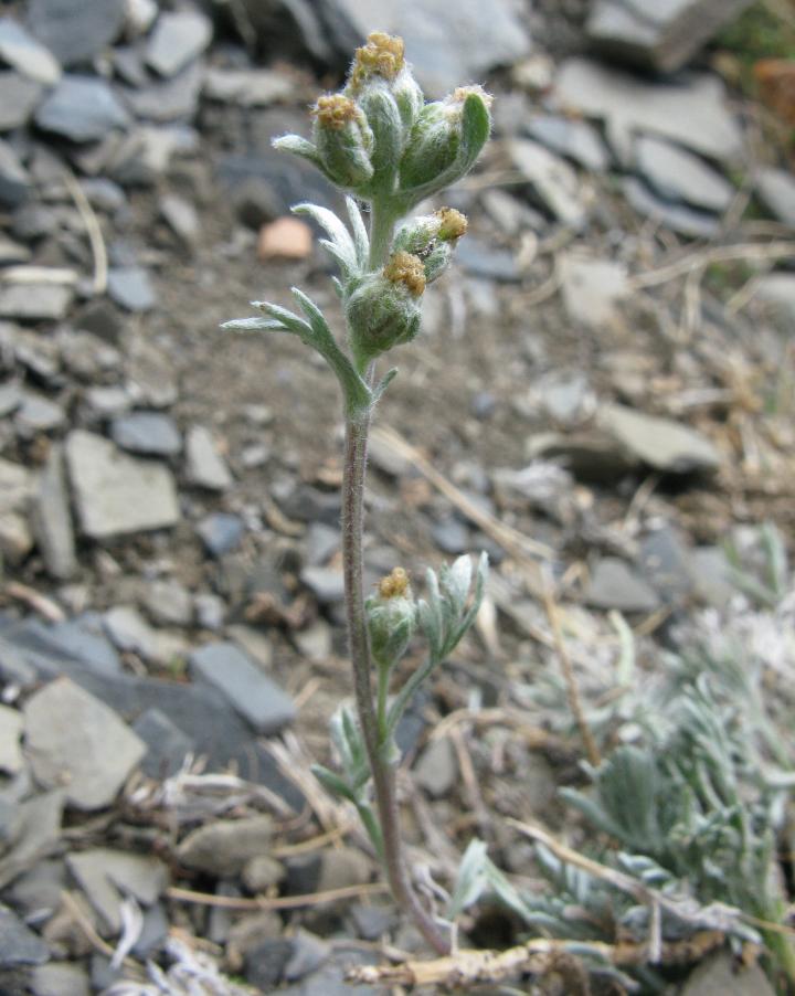 Artemisia umbelliformis umbelliformis08 val-stura agosto 2009.jpg