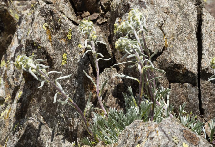Artemisia eriantha21 gelas lug 2019.jpg