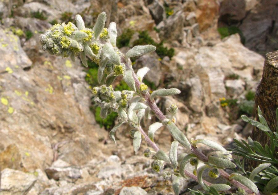 Artemisia eriantha70 argentera lug 2018.jpg