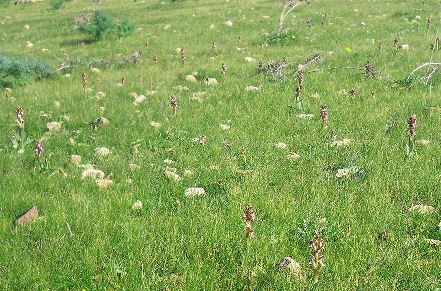 Anacamptis-collina-(Banks-&-Sol.-ex-Russell)-R.M.-Bateman,-Pridgeon-&-M.W.-Chase-(=Orchis-collina-Banks-&-Sol.-ex-Russell;-Orchis-saccata-Ten.).jpg