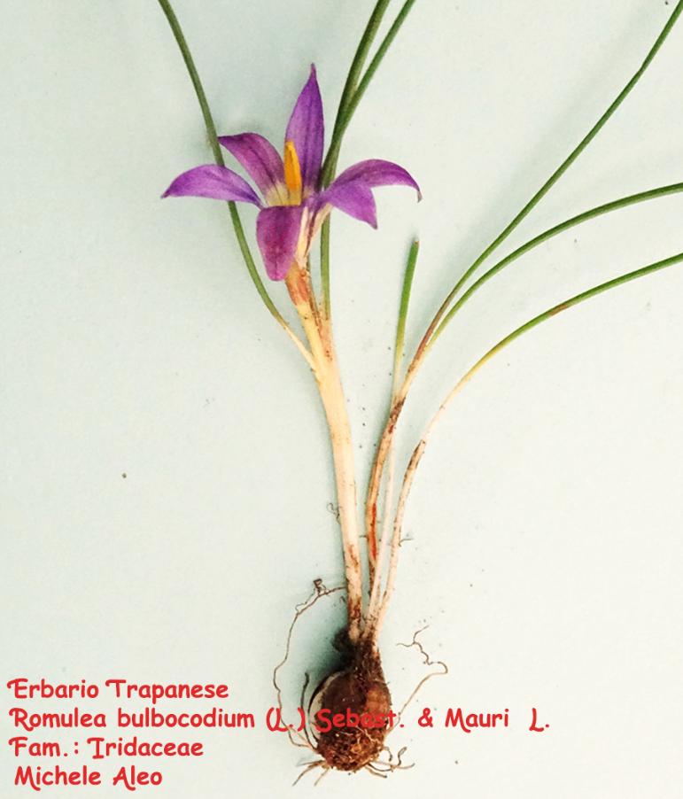 Romulea-bulbocodium-(L.)-Sebast.-&-Mauri.jpg
