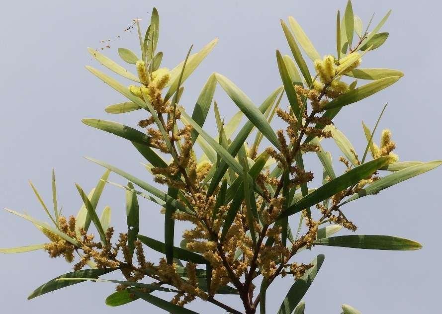 Acacia longifolia (Andrew) Willd.jpg