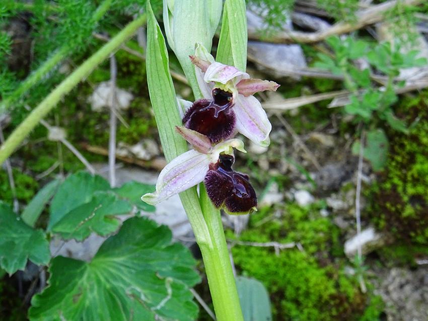 Ophrys-exaltata-Ten.-subsp.-exaltata.jpg