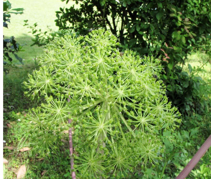 <i>Angelica archangelica</i> L. subsp. <i>archangelica</i>