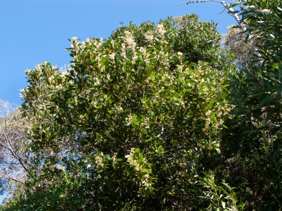 Acacia melanoxylon45 moneglia mar 2019.jpg