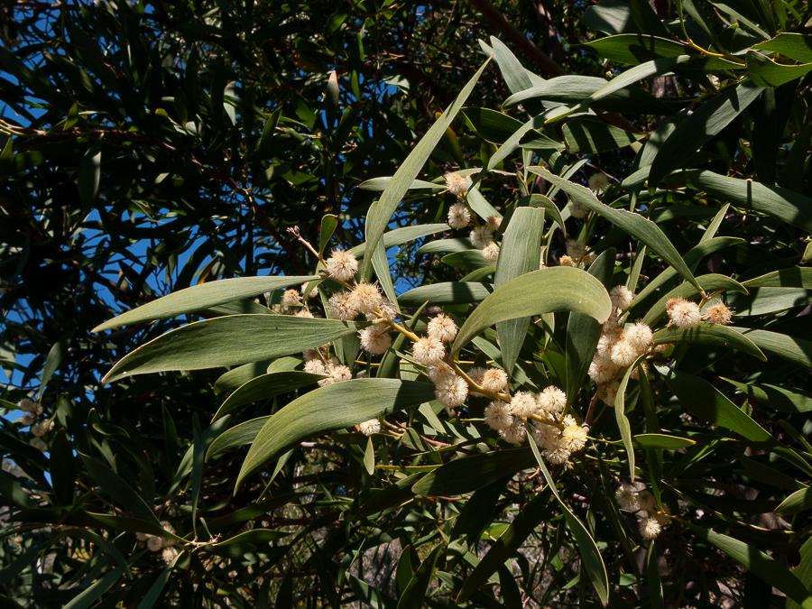 Acacia melanoxylon50 moneglia mar 2019.jpg