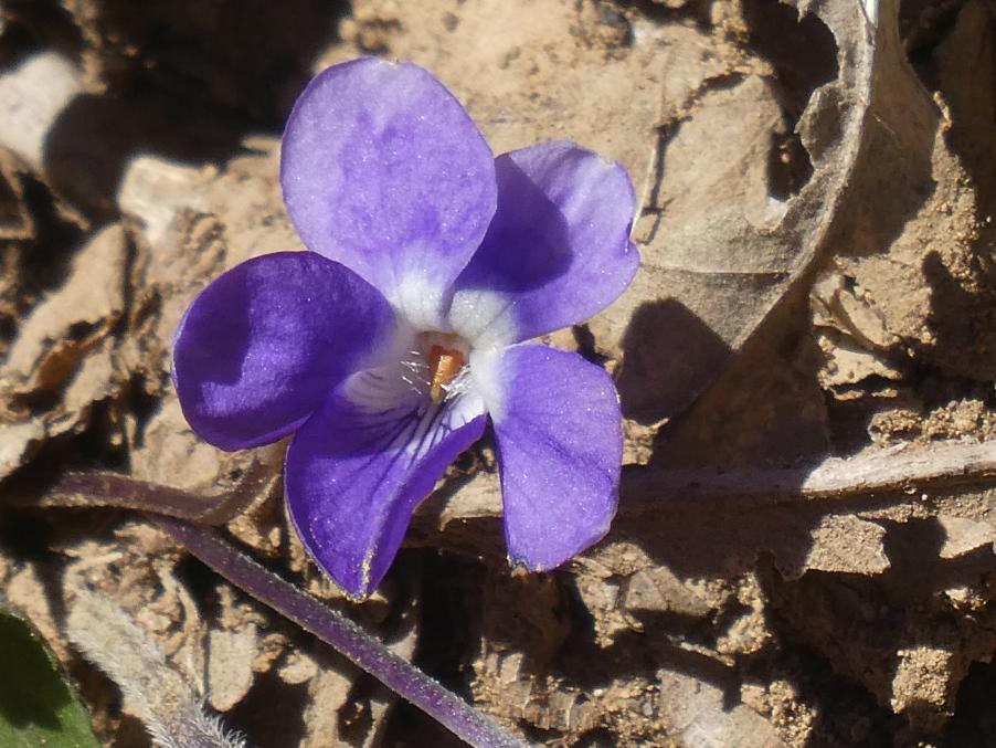 Viola alba Besser subsp. dehnhardtii (Ten.) W.Becker (a).JPG