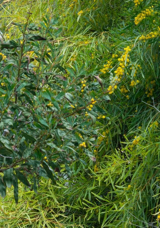 Acacia saligna1503 lampedusa apr 2017.jpg