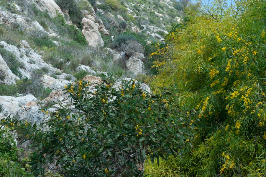 Acacia saligna1502 lampedusa apr 2017.jpg