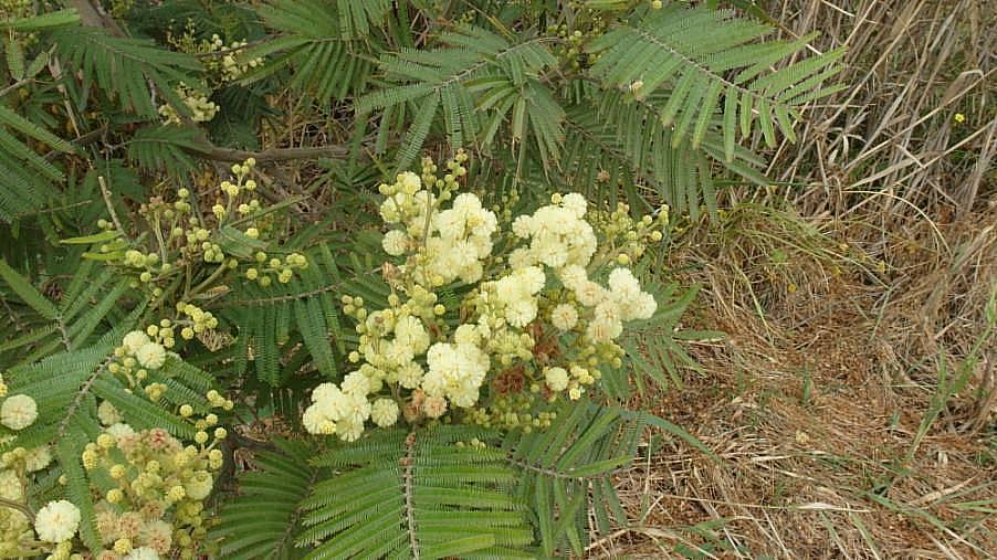 Acacia mearnsii1.JPG