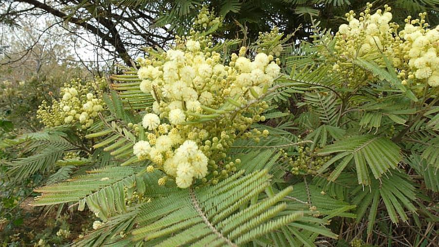 Acacia mearnsii2.JPG