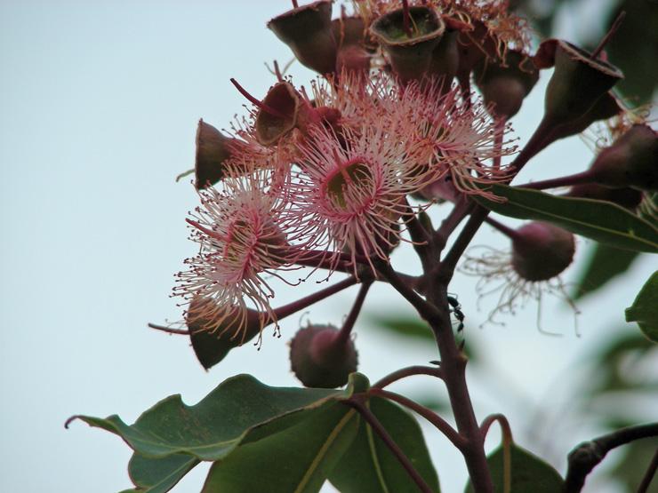 Corymbia ficifolia (2).JPG