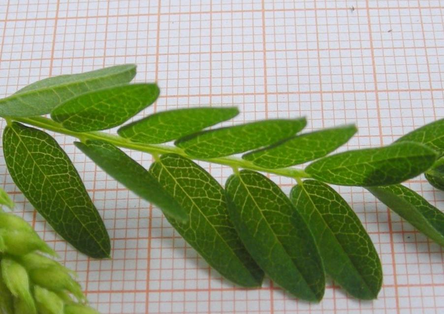 3-Astragalus cicer L.-30-05-22-175 (2).jpg