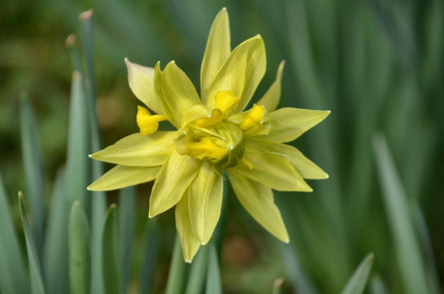 Narcissus 20220327-105.jpg