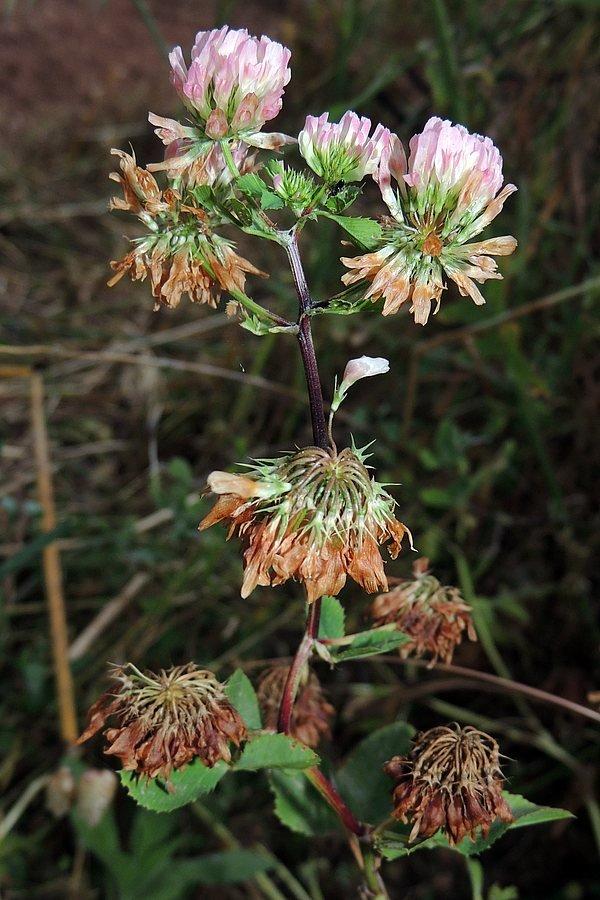 Trifolium_michelianum_04.jpg