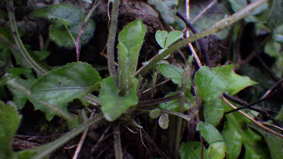 Viola alba Besser subsp. dehnhardtii (Ten.) W.Becker 9.JPG