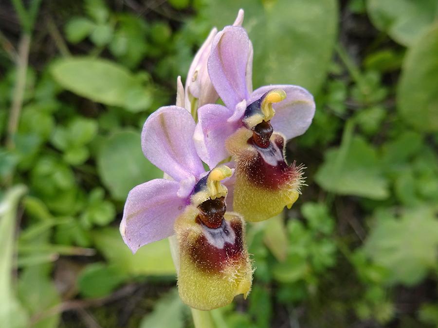 Ophrys-tenthredinifera-Willd..jpg