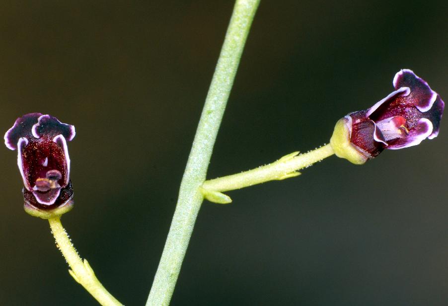 Scrophularia ramosissima (7).jpg