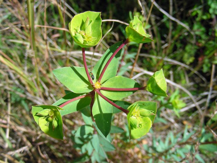 Euphorbia terracina (2).jpg