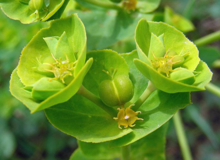 Euphorbia terracina (3).jpg