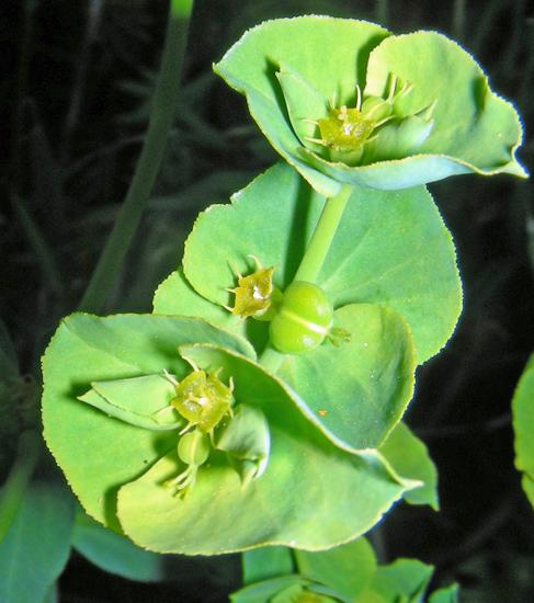 Euphorbia terracina (4).jpg