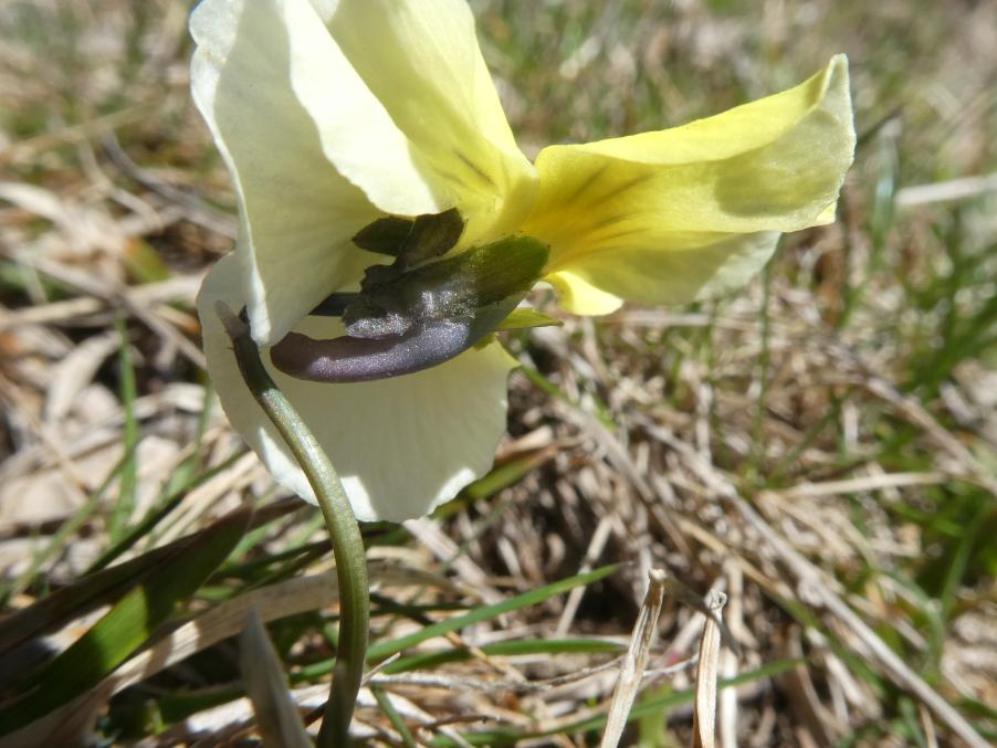 Viola eugeniae Parl. (xy).JPG