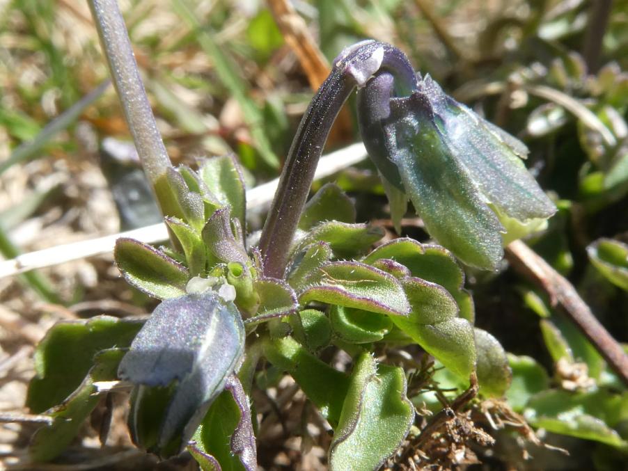 Viola eugeniae Parl. (xz).JPG