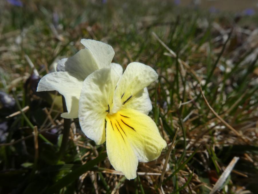 Viola eugeniae Parl. (xxx).JPG