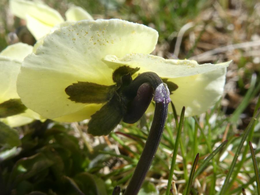 Viola eugeniae Parl. (xxy).JPG