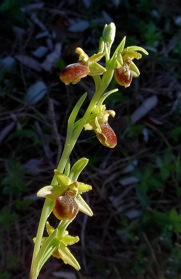 Ophrys01.jpg