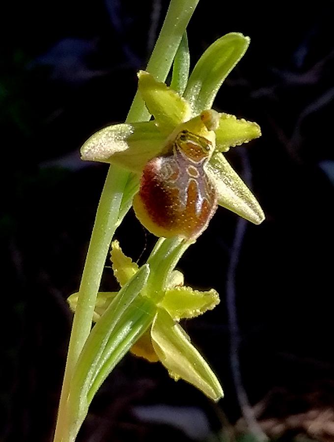 Ophrys03.jpg