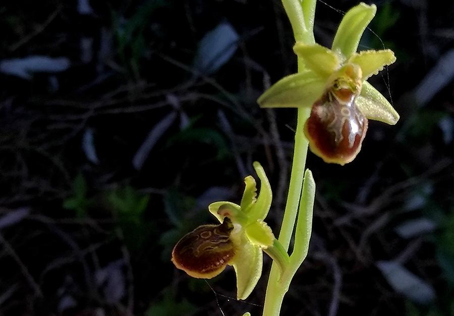Ophrys04.jpg