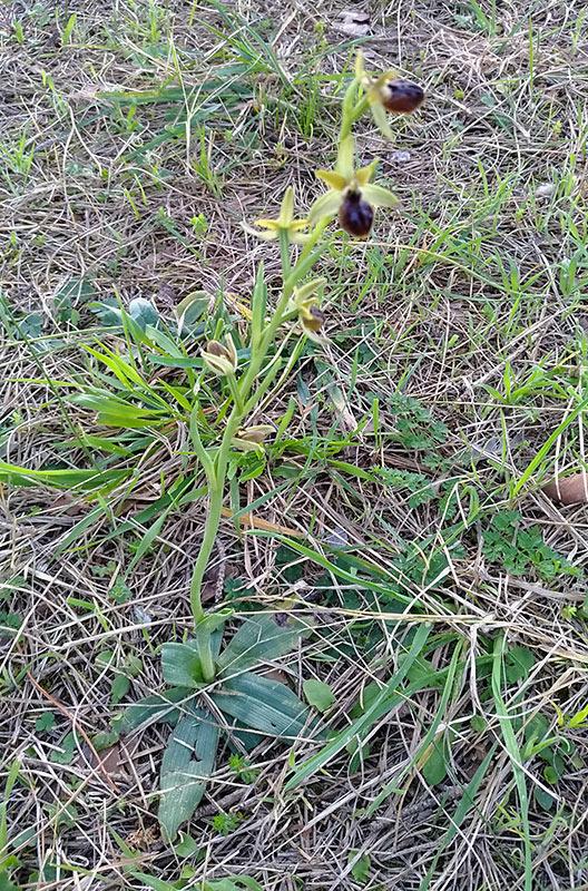 Ophrys05.jpg