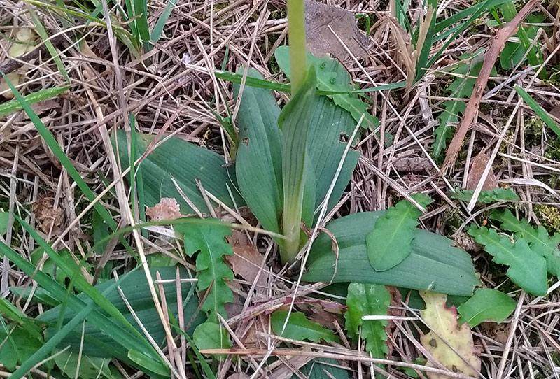 Ophrys06.jpg