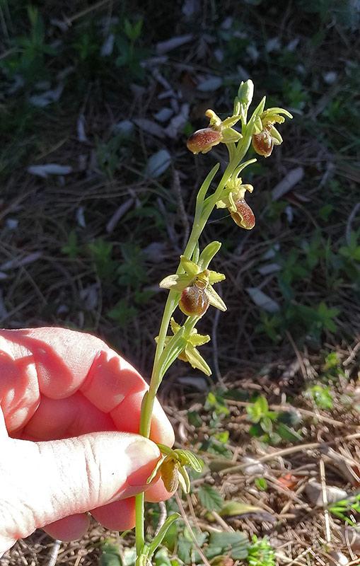 Ophrys07.jpg
